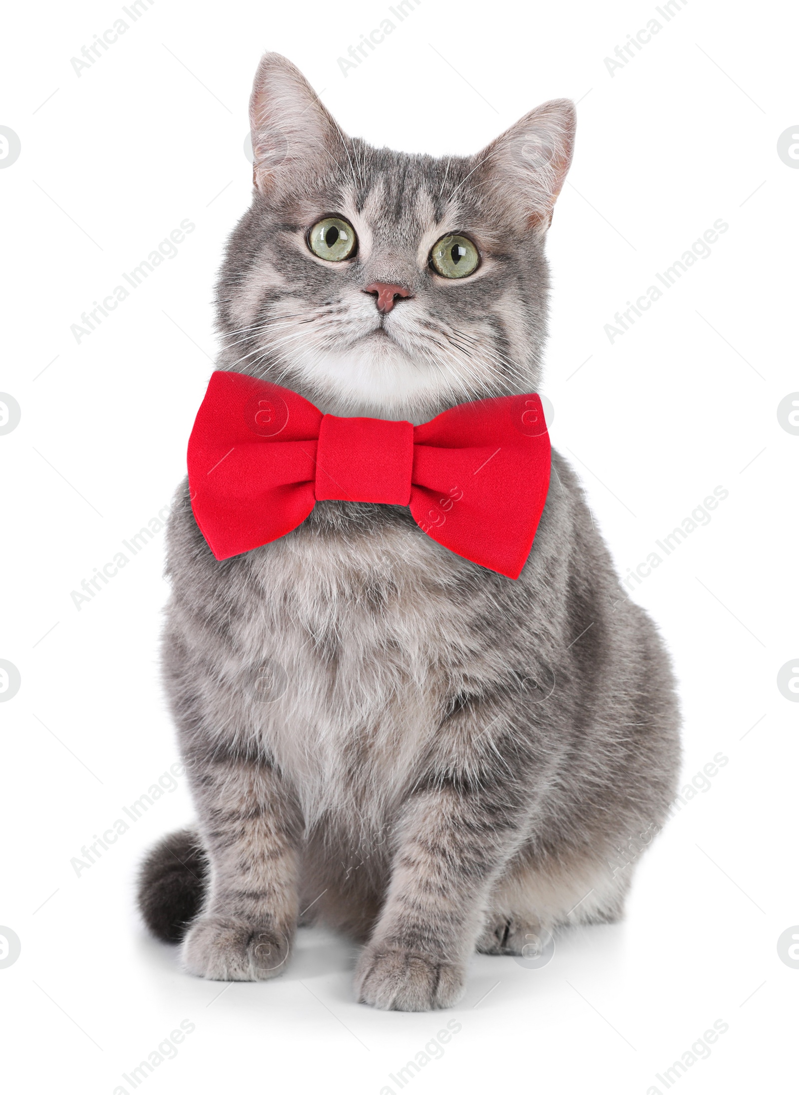 Image of Adorable tabby cat with red bow tie on white background