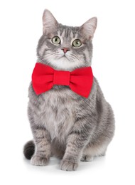 Adorable tabby cat with red bow tie on white background