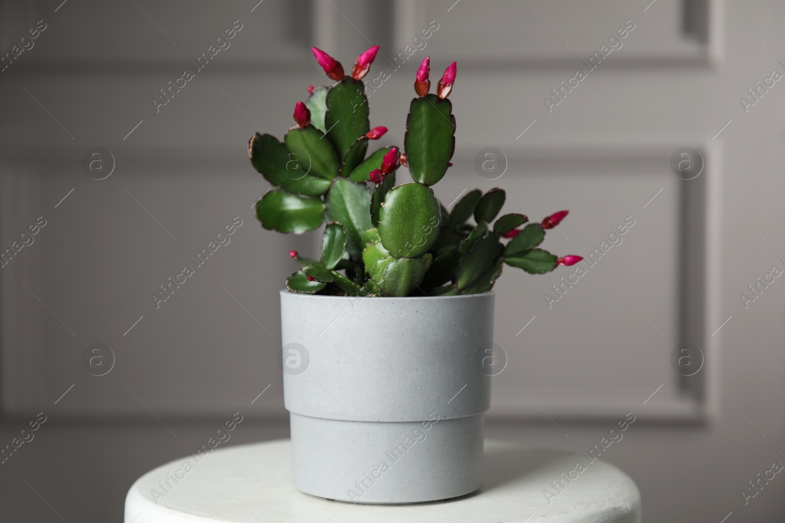 Photo of Beautiful Schlumbergera (Christmas or Thanksgiving cactus) in pot on white table against light wall