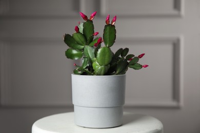 Beautiful Schlumbergera (Christmas or Thanksgiving cactus) in pot on white table against light wall