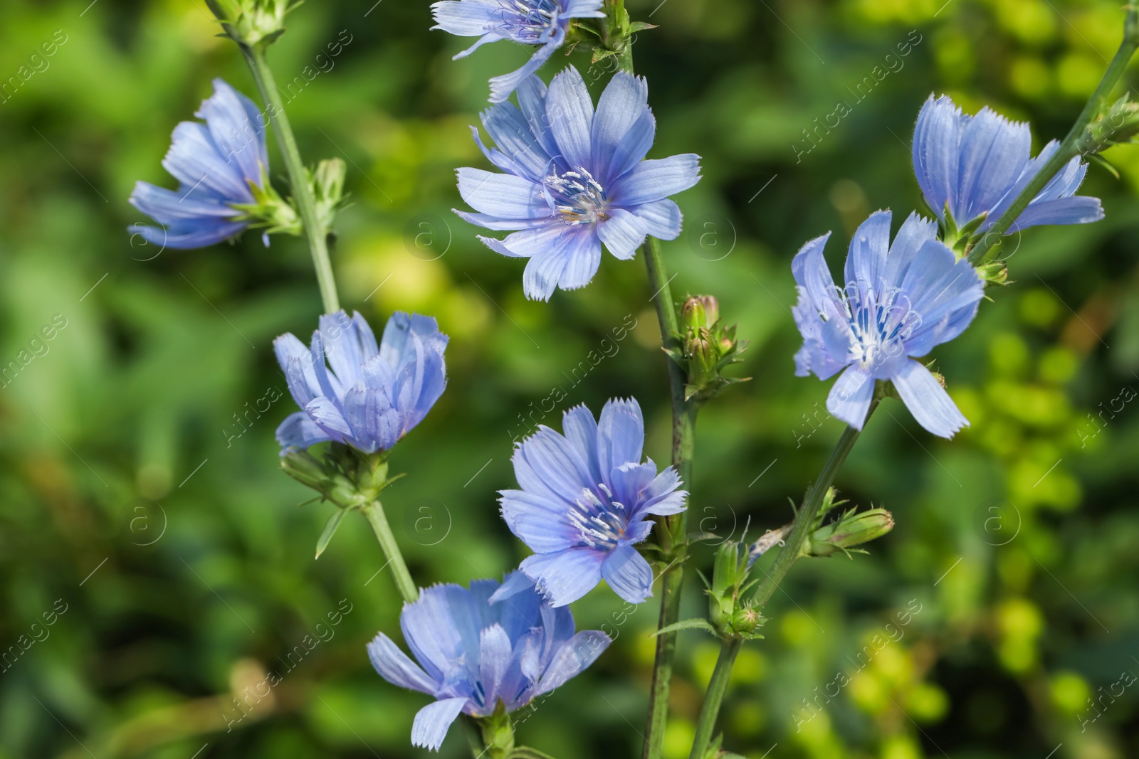 Photo of Beautiful blooming chicory flowers growing outdoors, closeup