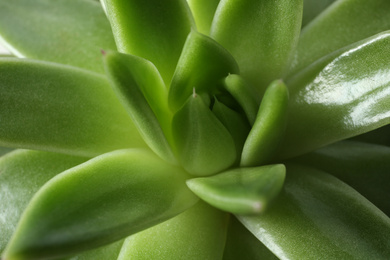 Photo of Beautiful echeveria as background, closeup. Succulent plant