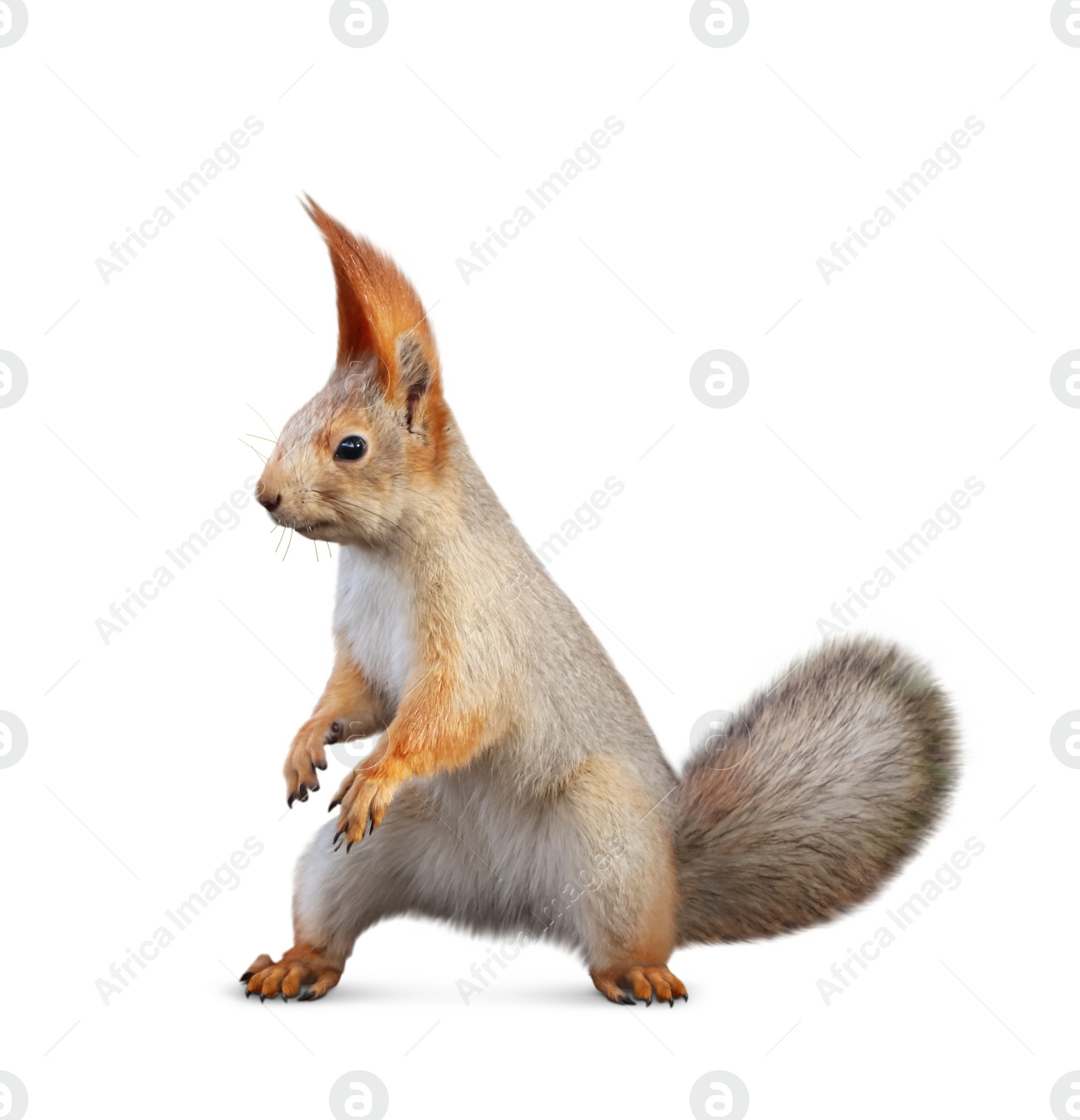 Image of Cute squirrel with fluffy tail on white background