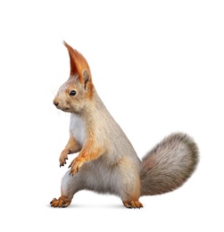 Image of Cute squirrel with fluffy tail on white background