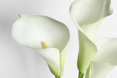 Beautiful calla lily flowers on white background, closeup