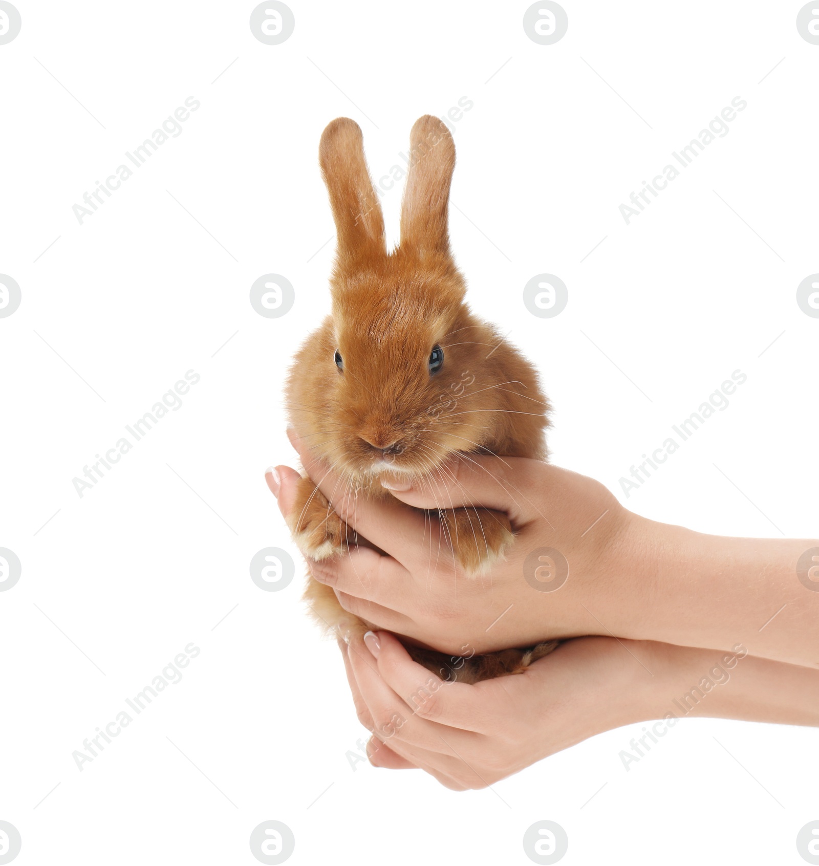 Photo of Woman holding adorable bunny on white background