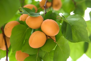 Delicious apricots on tree outdoors, closeup view