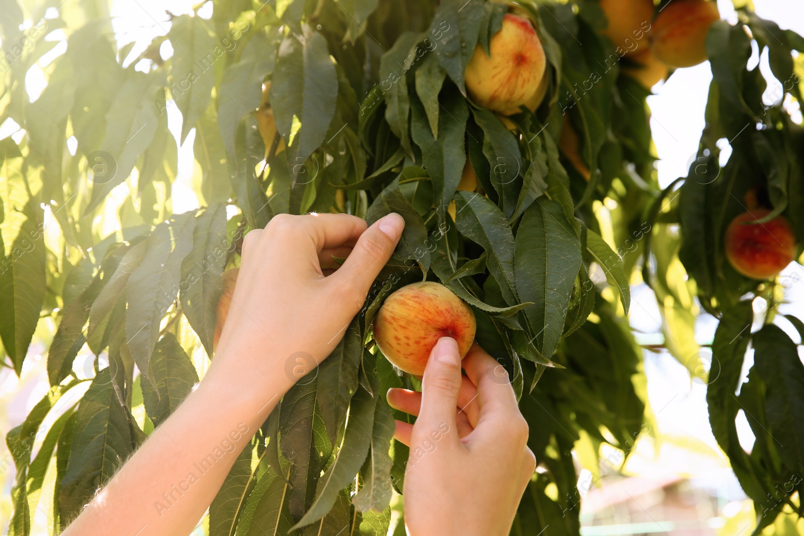 Photo of Woman picking ripe peach from tree outdoors, closeup