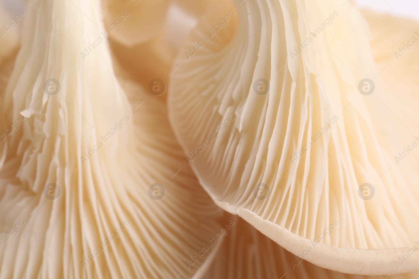 Photo of Macro view of fresh oyster mushrooms as background