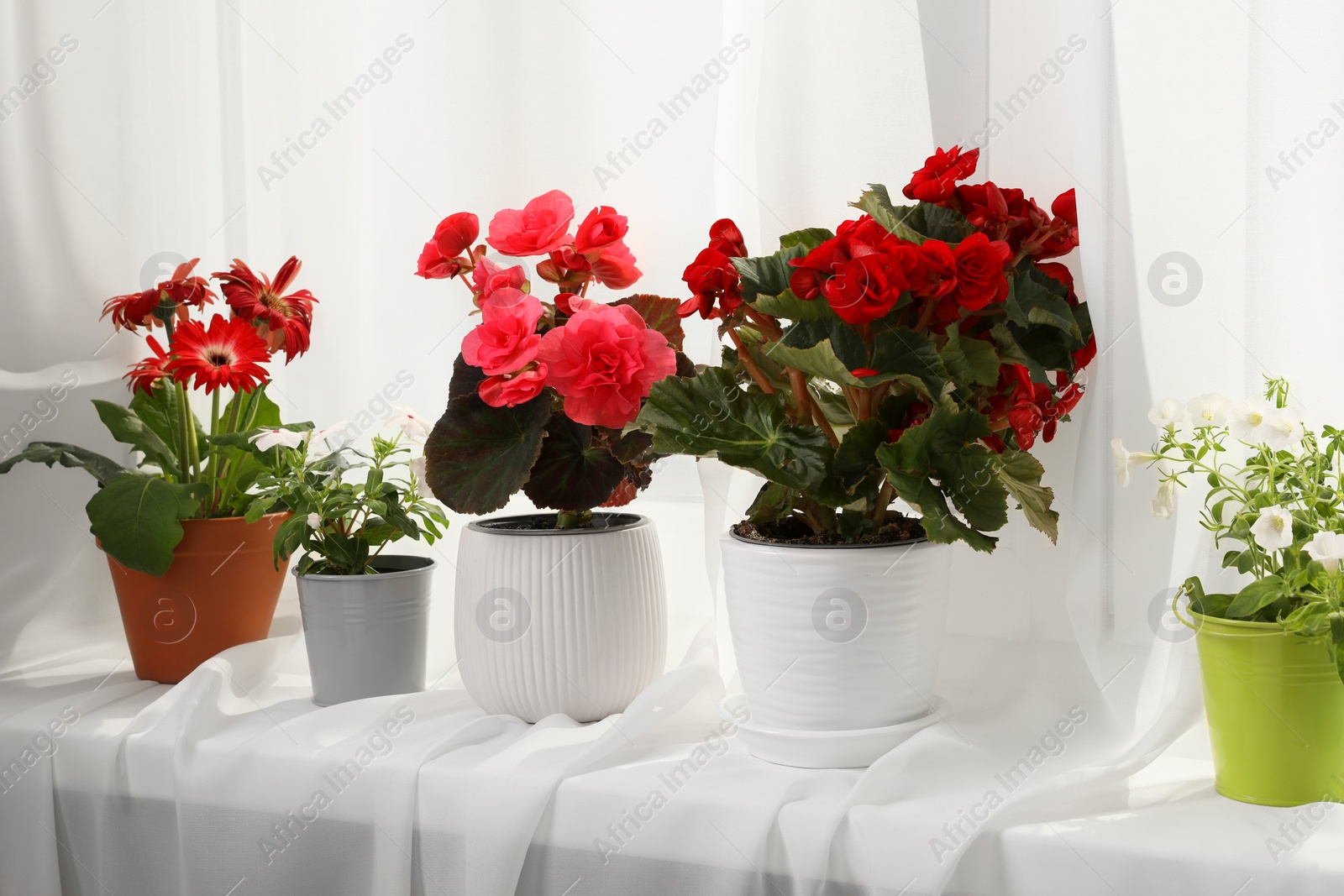 Photo of Different beautiful flowers in pots on windowsill