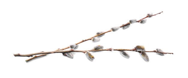 Photo of Beautiful pussy willow branches with flowering catkins isolated on white