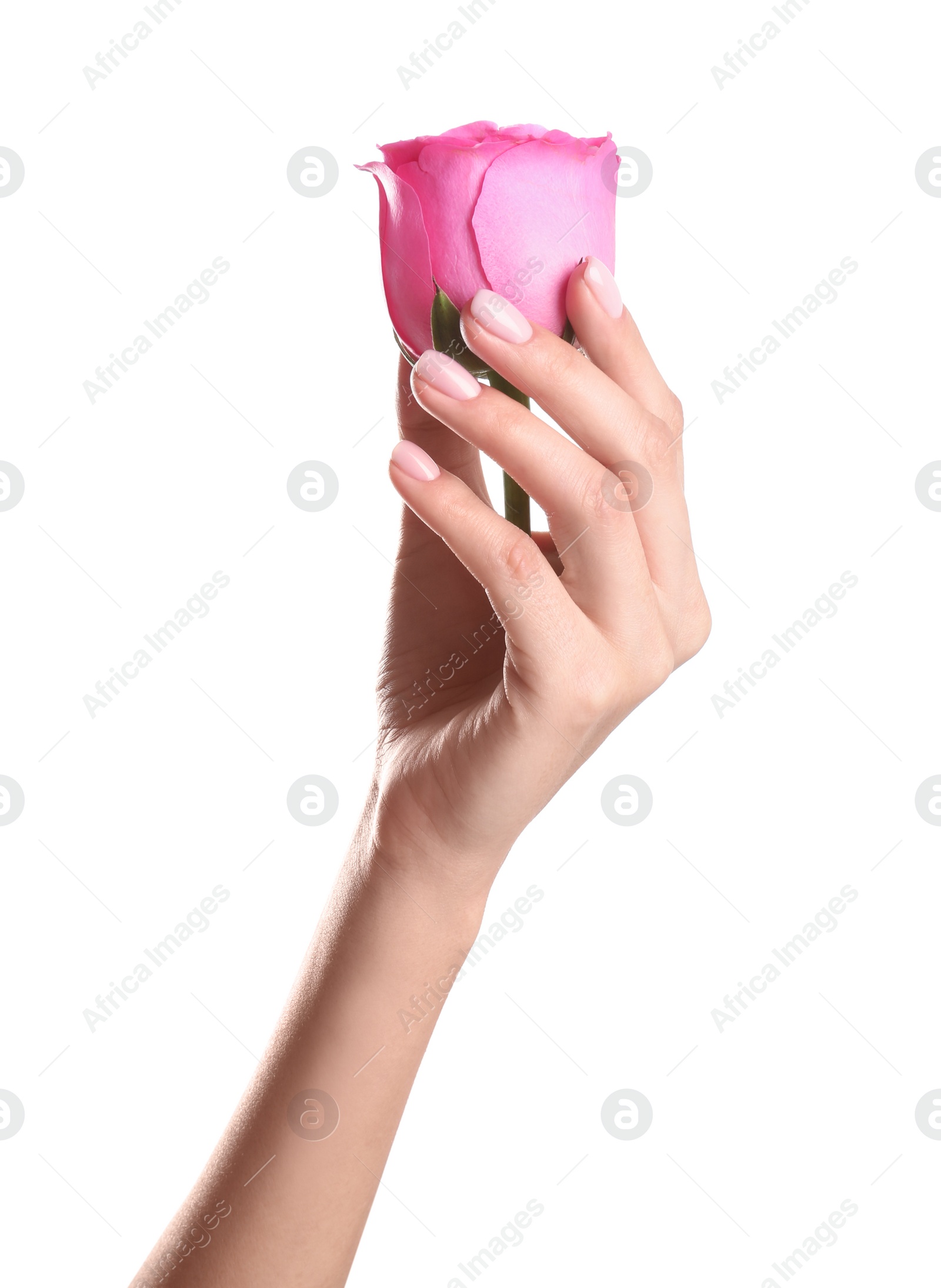 Photo of Woman holding rose on white background, closeup. Spa treatment