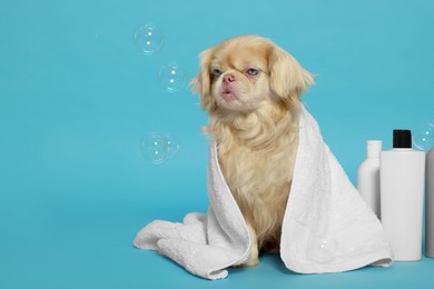 Photo of Cute Pekingese dog wrapped in towel, bottles and bubbles on light blue background, space for text. Pet hygiene