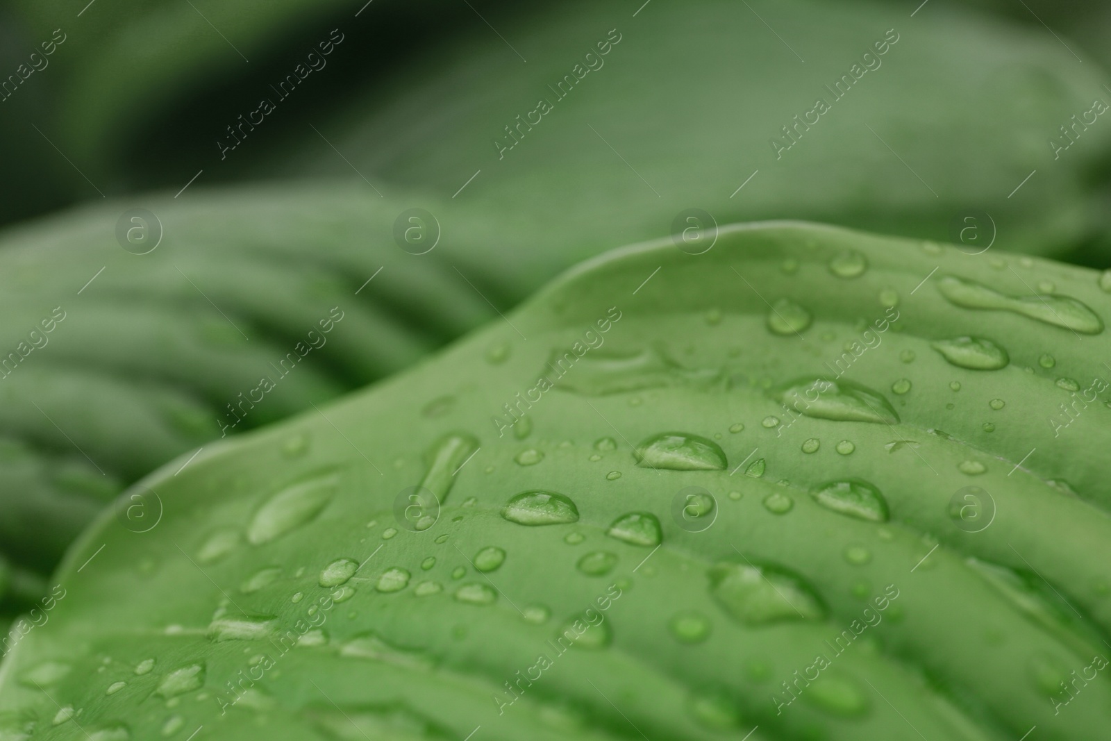 Photo of Closeup view of hosta plant with dew drops