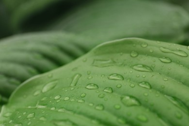 Closeup view of hosta plant with dew drops