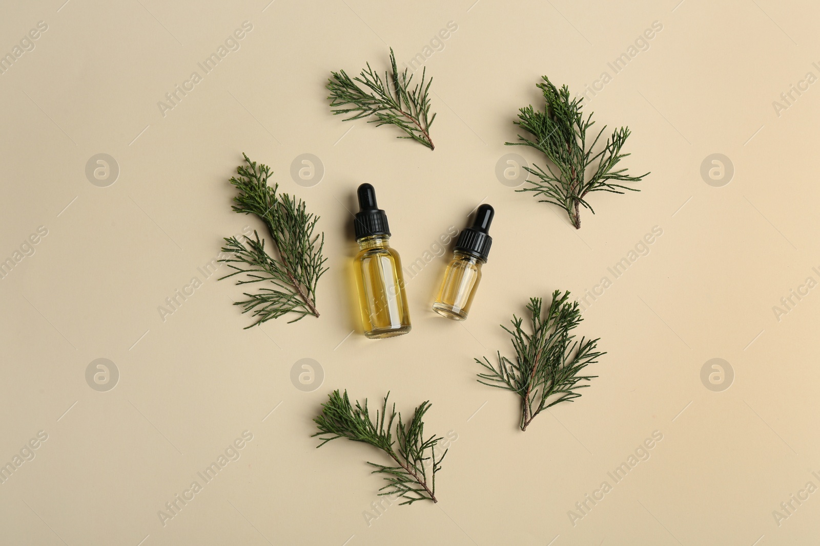 Photo of Two little bottles with essential oils and pine branches on color background, top view