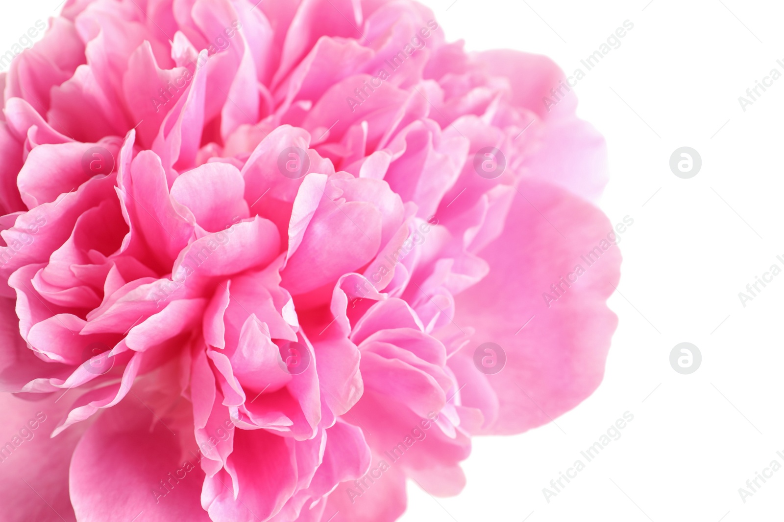 Photo of Beautiful fresh peony flower on white background, closeup