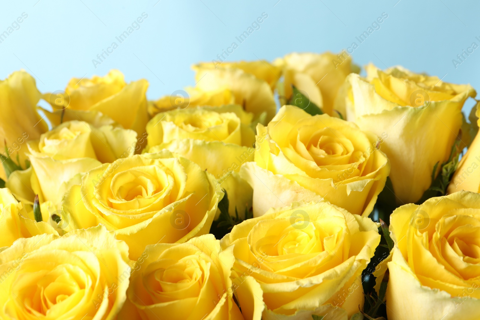 Photo of Beautiful bouquet of yellow roses on light blue background, closeup