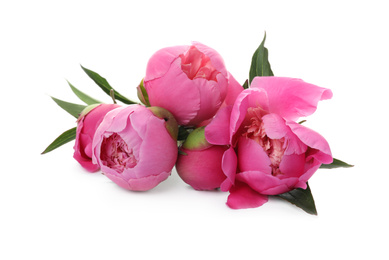 Photo of Bouquet of beautiful peonies on white background