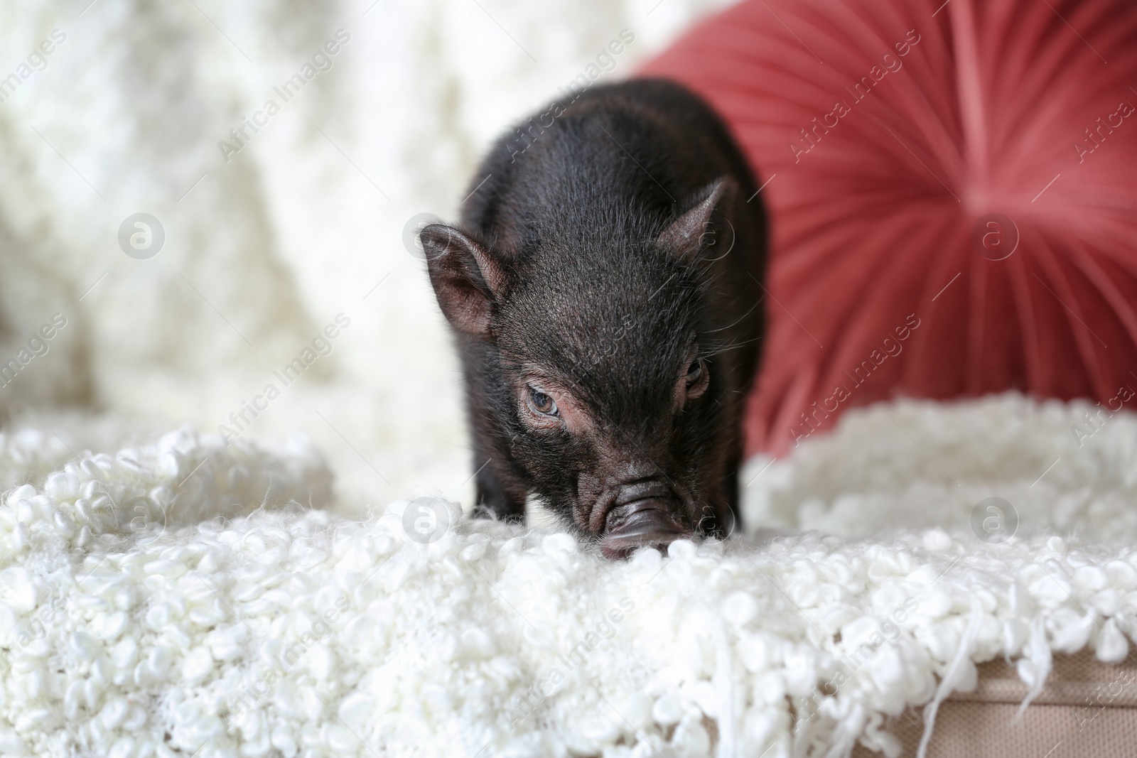 Photo of Adorable black mini pig on sofa at home