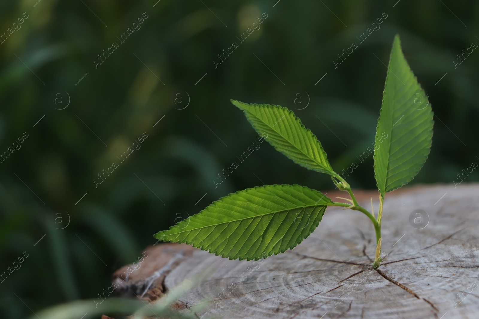 Photo of Young green seedling growing out of tree stub outdoors. New life concept