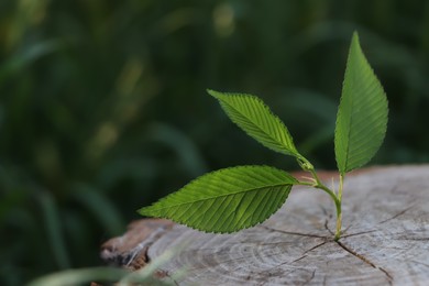 Photo of Young green seedling growing out of tree stub outdoors. New life concept