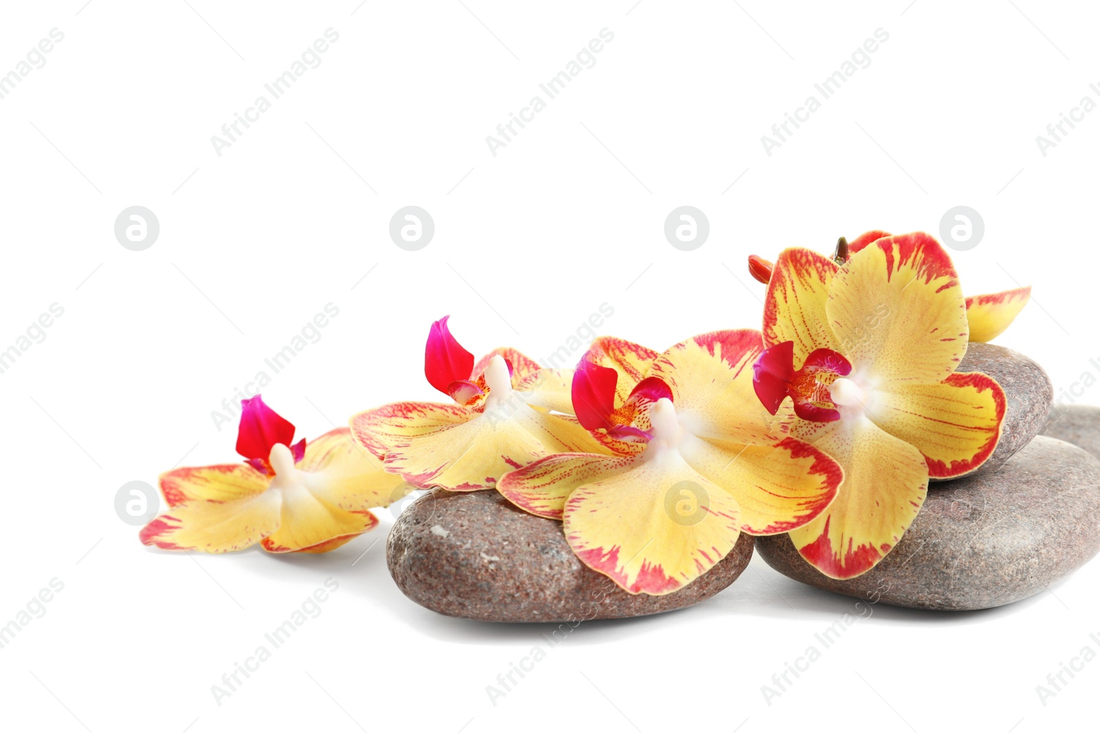 Photo of Spa stones and orchid flowers on white background