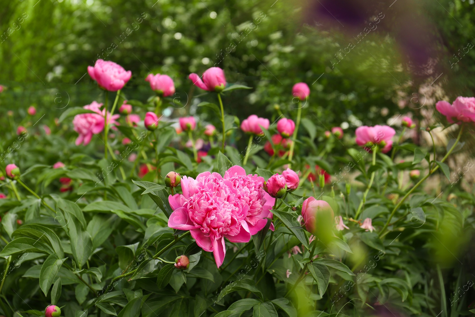 Photo of Beautiful peony plants with pink flowers and buds outdoors