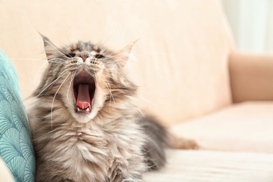 Photo of Sleepy Maine Coon cat yawning on couch at home. Space for text