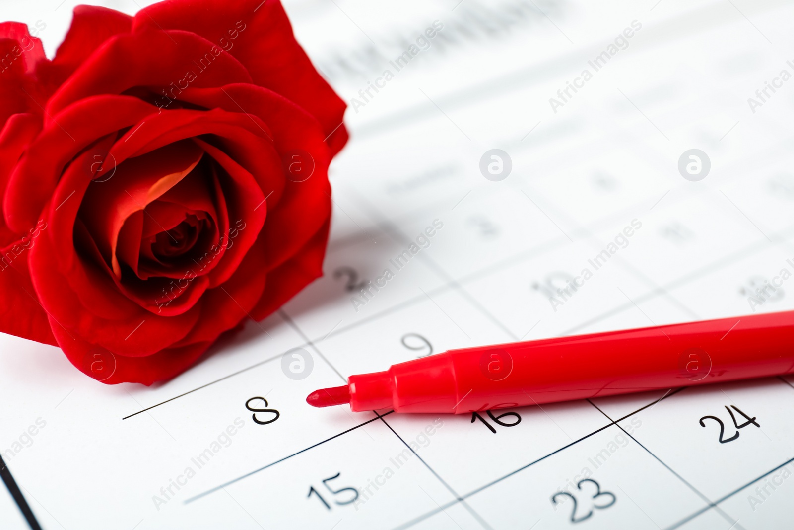 Photo of Rose and red marker on calendar near date 8th of March, closeup. International Women's Day