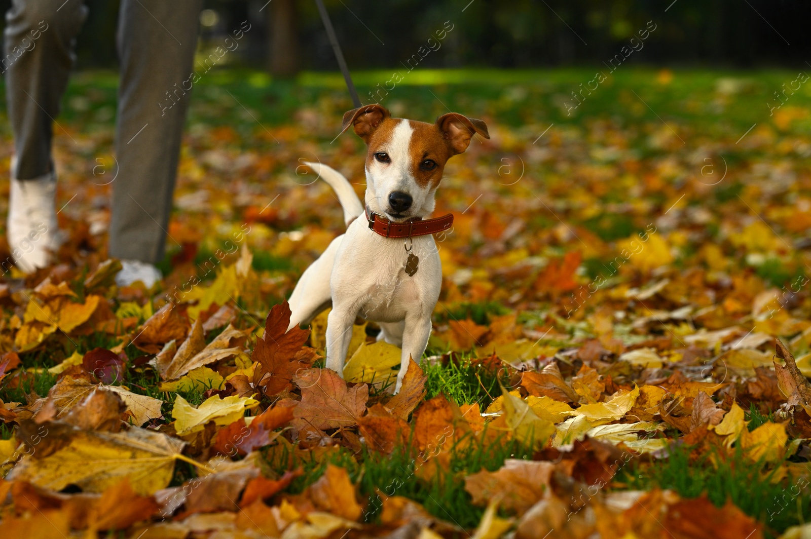 Photo of Man with adorable Jack Russell Terrier in autumn park, closeup. Dog walking