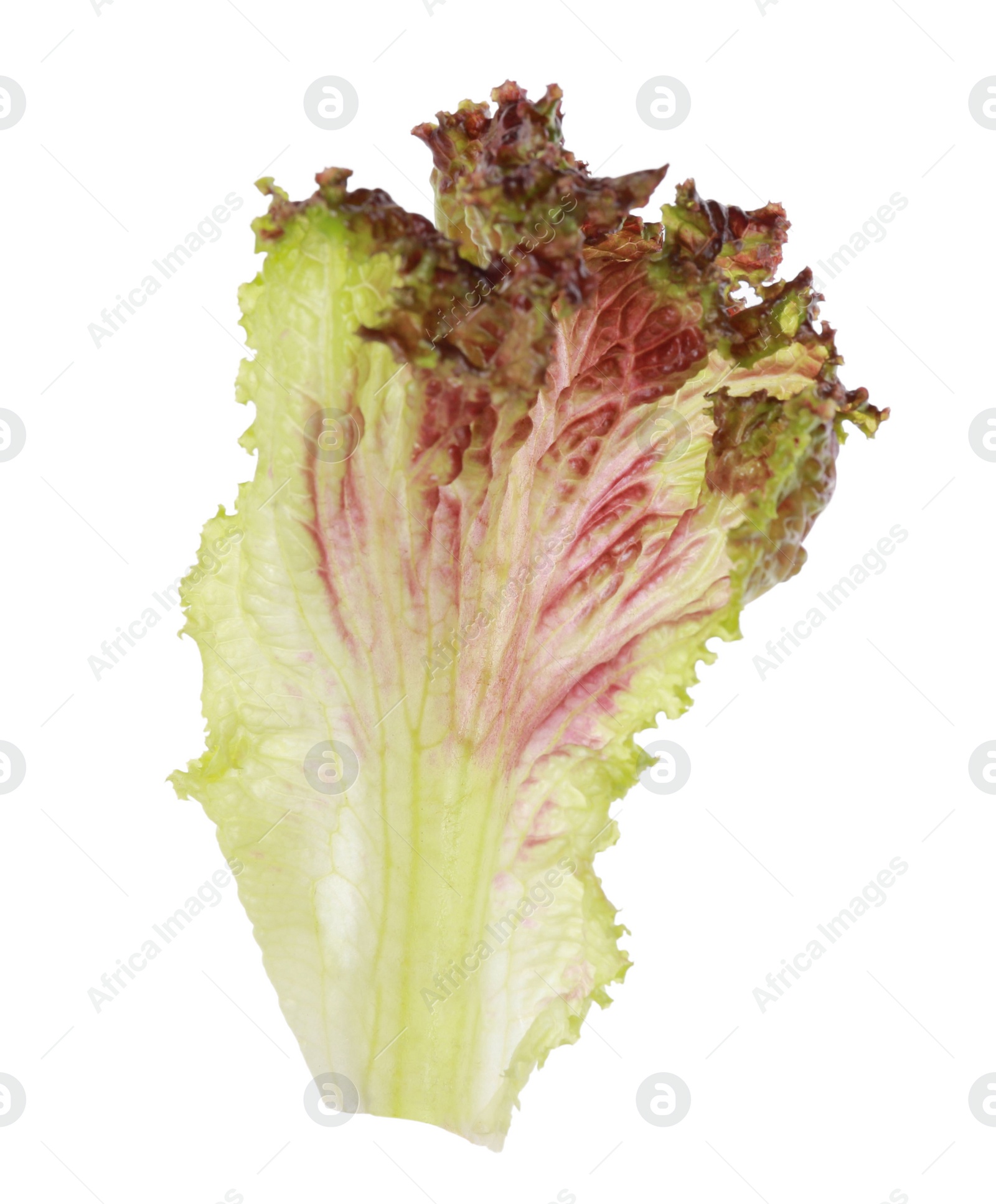 Photo of Leaf of fresh red coral lettuce isolated on white