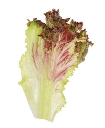 Leaf of fresh red coral lettuce isolated on white