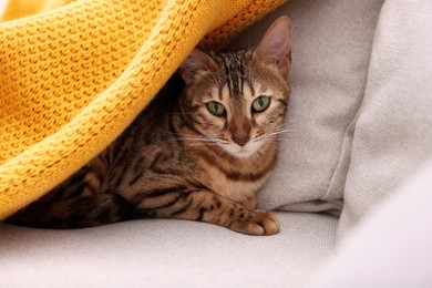 Photo of Cute Bengal cat lying on sofa at home, closeup. Adorable pet