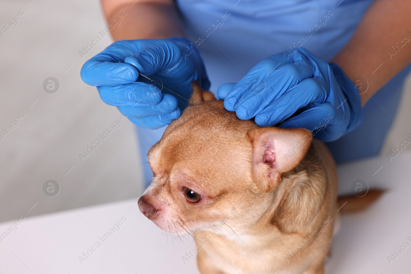 Photo of Veterinary holding acupuncture needle near dog's head in clinic, closeup. Animal treatment