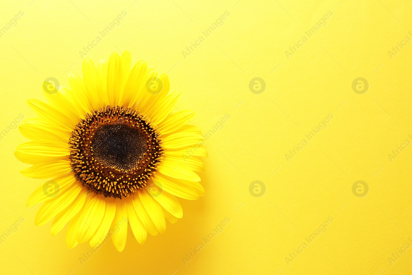 Photo of Beautiful bright sunflower on color background, top view