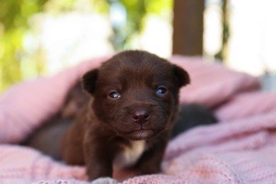 Photo of Cute puppy on pink knitted blanket outdoors, closeup