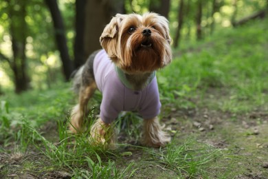 Photo of Cute Yorkshire terrier wearing stylish pet clothes in park