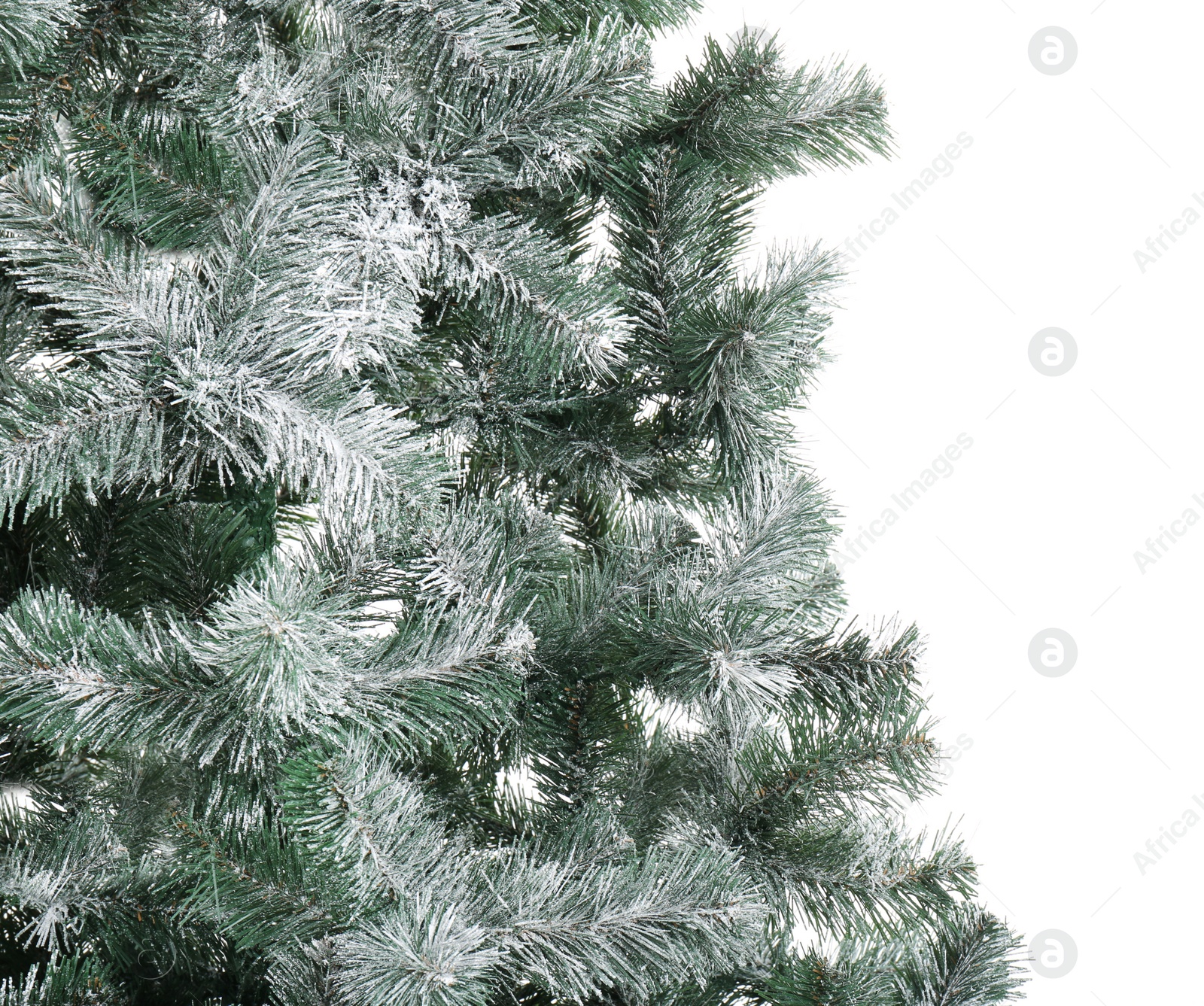 Photo of Beautiful Christmas tree on white background. Celebration time