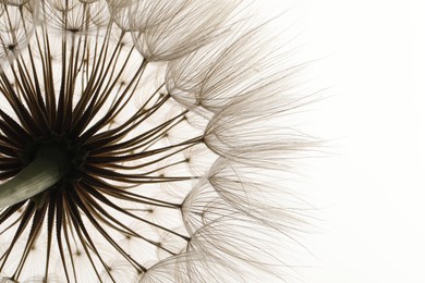Photo of Beautiful fluffy dandelion flower on white background, closeup