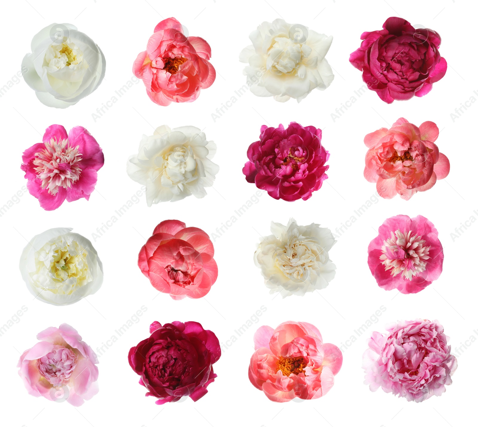 Image of Set of different beautiful peony flowers on white background