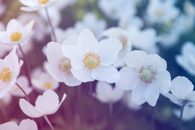 Beautiful blossoming Japanese anemone flowers outdoors on spring day