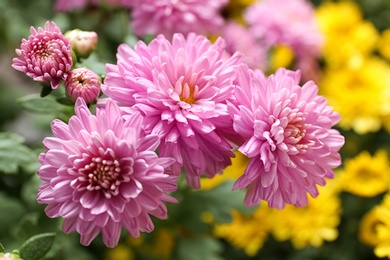 Photo of Beautiful pink chrysanthemum flowers with leaves, closeup
