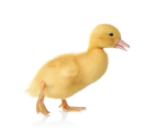 Photo of Cute fluffy gosling on white background. Farm animal