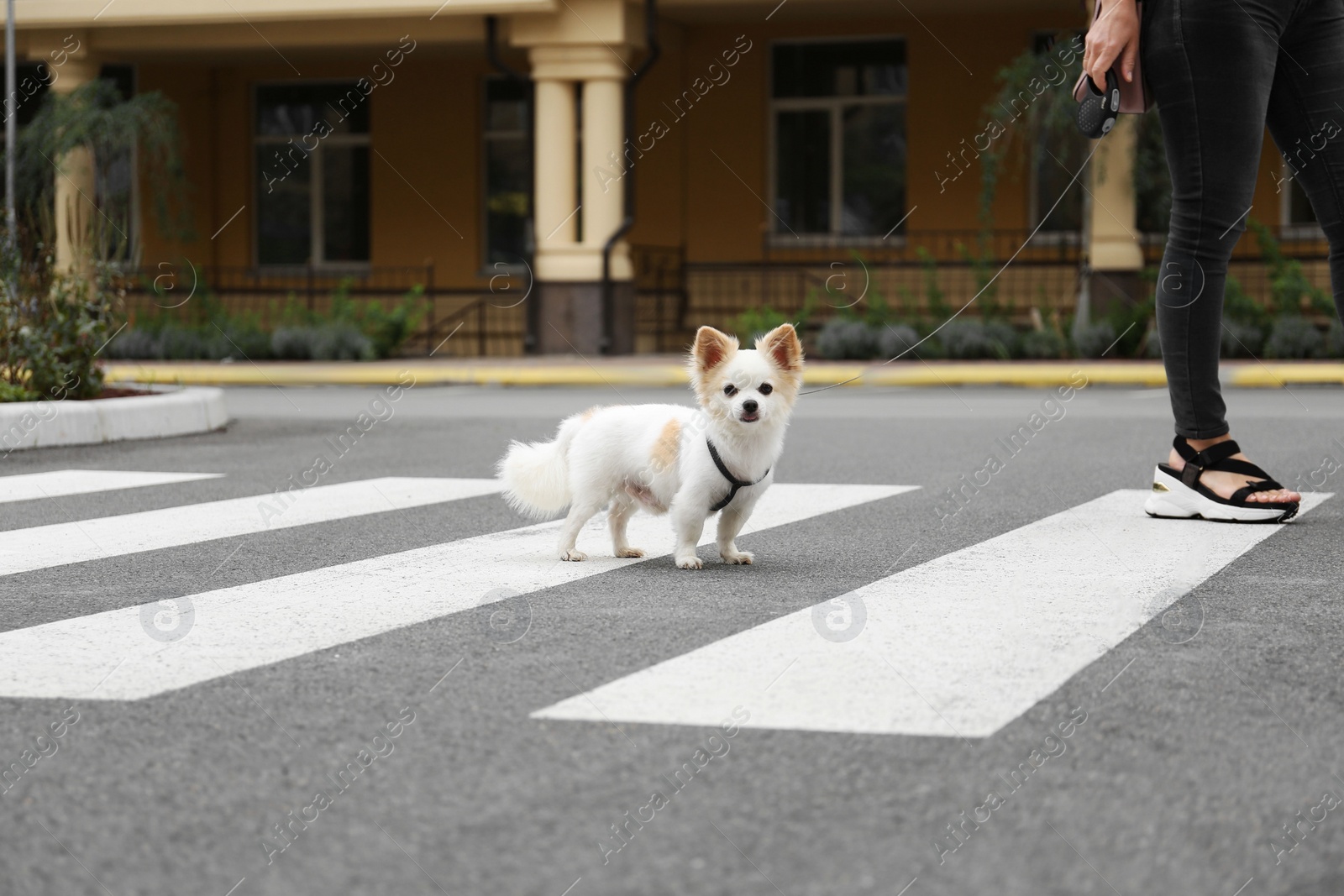 Photo of Woman walking with cute Chihuahua on pedestrian crossing, closeup