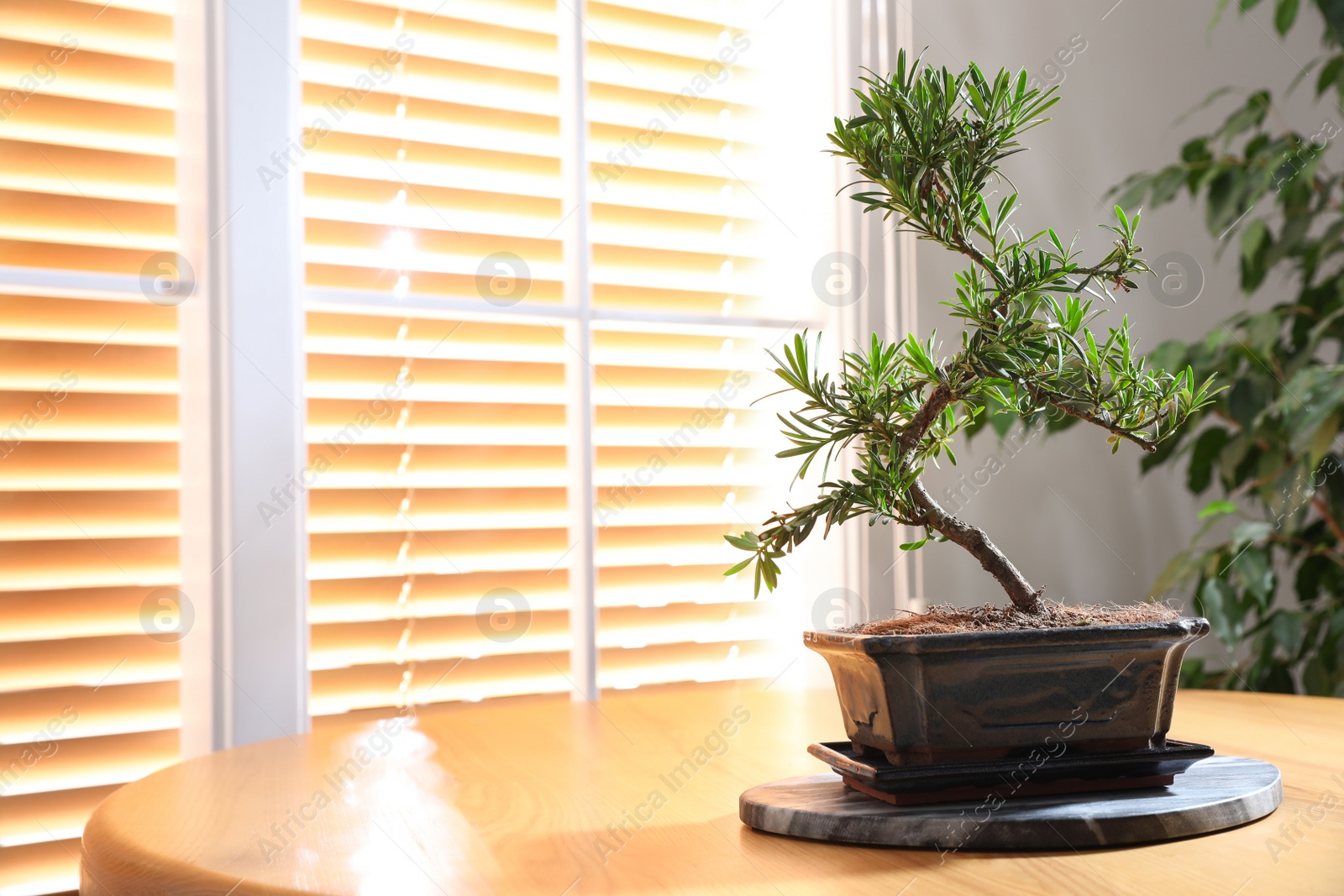 Photo of Japanese bonsai plant on wooden table near window, space for text. Creating zen atmosphere at home