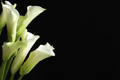 Photo of Beautiful calla lily flowers on black background, closeup. Space for text