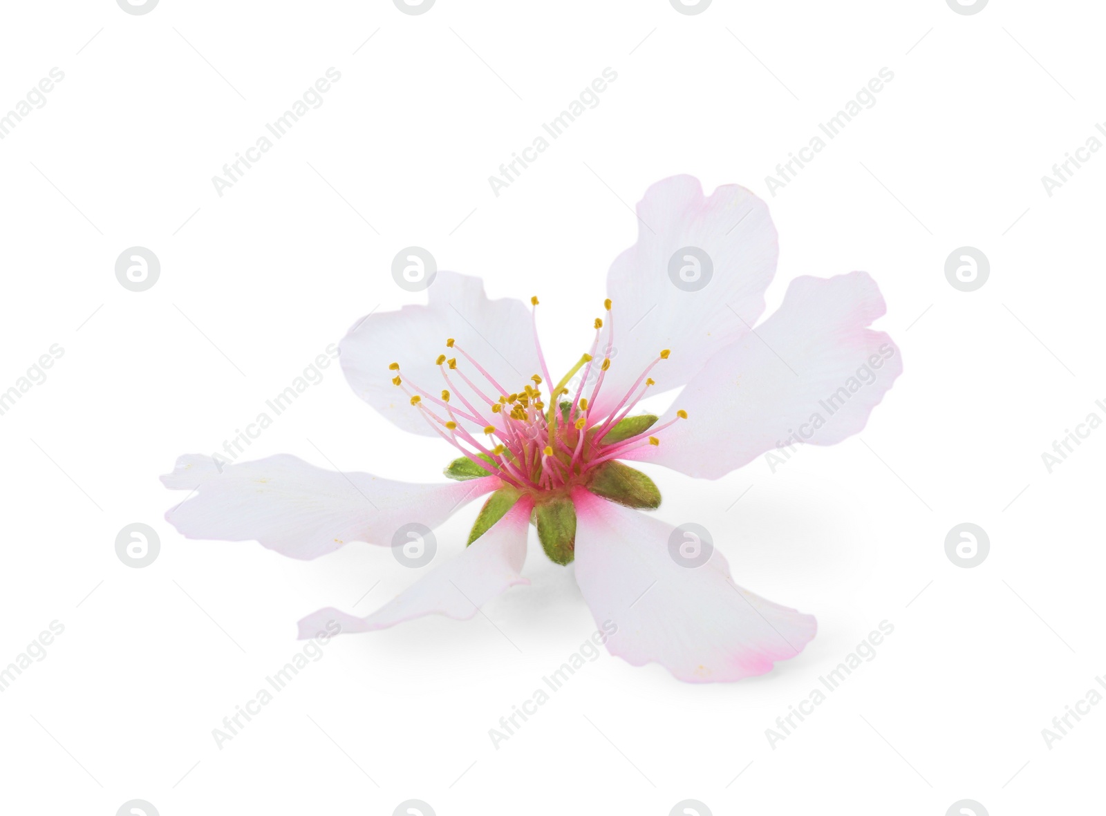 Photo of Beautiful spring tree blossom isolated on white