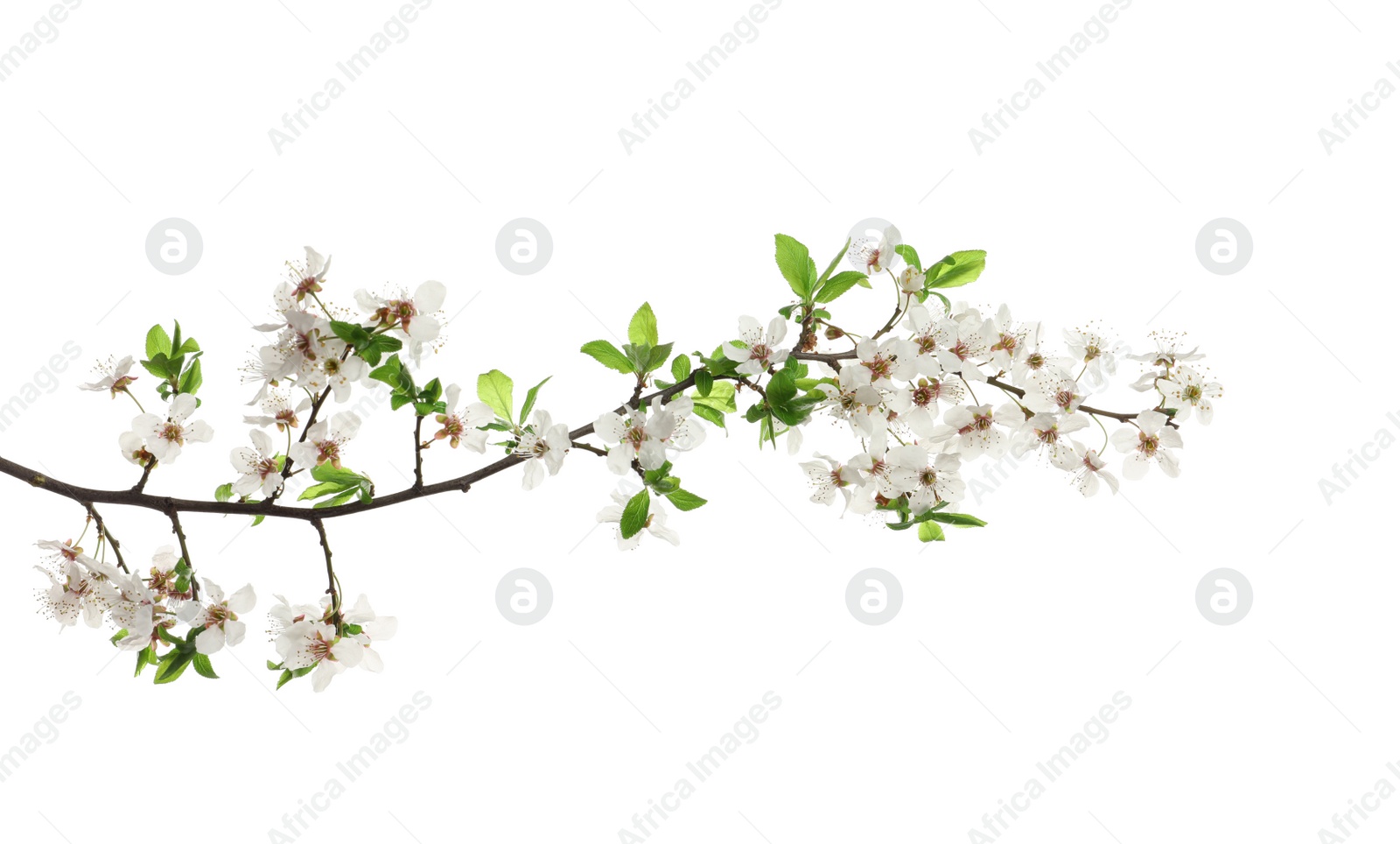 Photo of Cherry tree branch with beautiful blossoms isolated on white