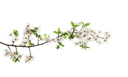 Photo of Cherry tree branch with beautiful blossoms isolated on white